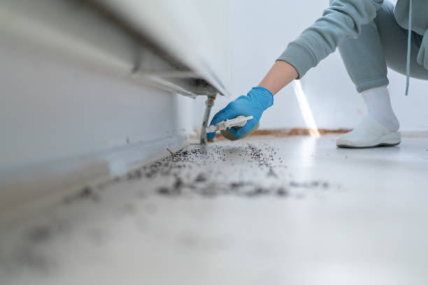 Trusted Lorenz Park, NY Pest Control Experts